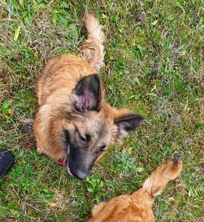 Ayla, Lippstadt