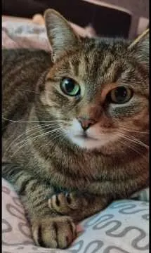 Paddy, Pirmasens