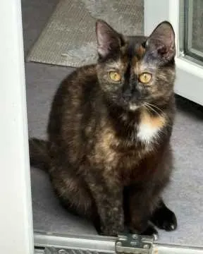 Chubi, Coburg