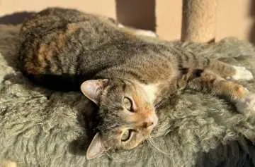 Nala, Leverkusen