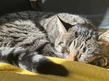Sonntag, Straelen