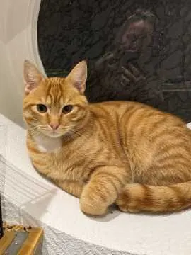 Simba, Kerpen