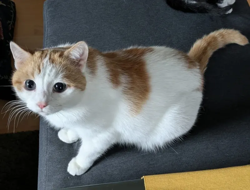 Eddie, Bielefeld