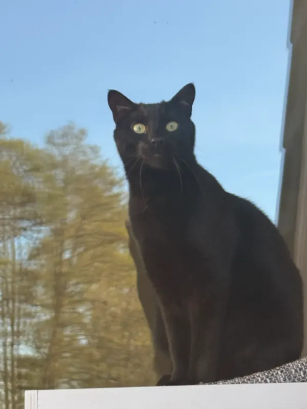 Findus, Verl