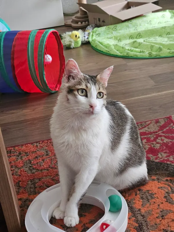 Hayat, Bielefeld