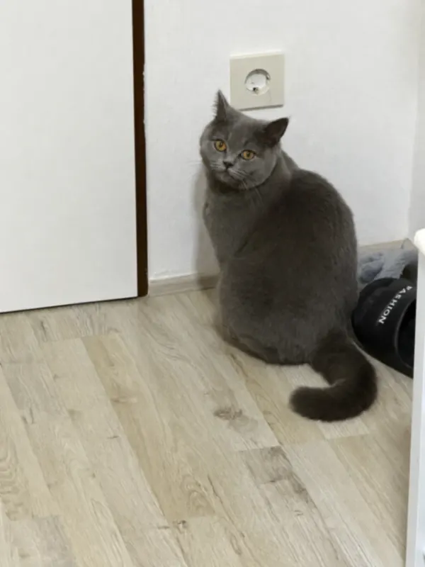 Lio, Leopoldshöhe