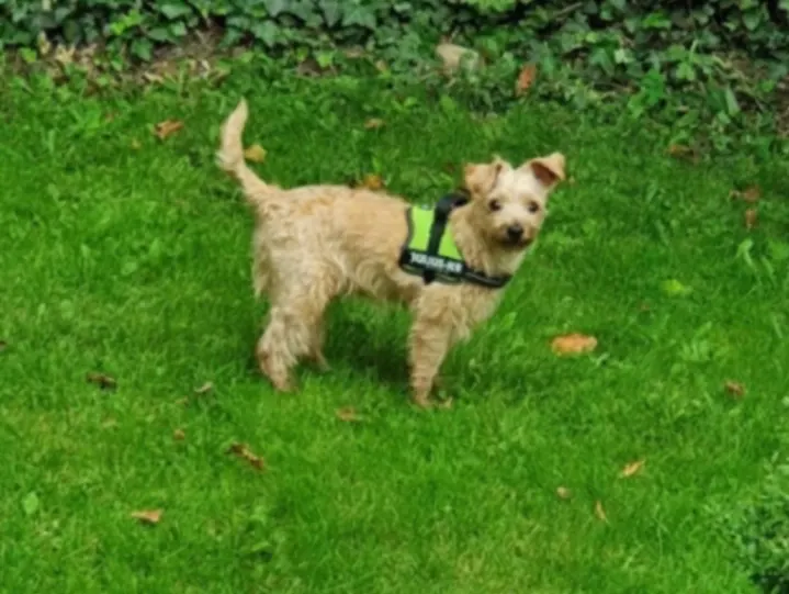 Tedi, Bielefeld