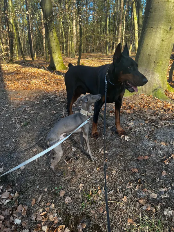 Nino, Oerlinghausen