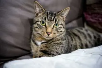 Kaida, Twistetal