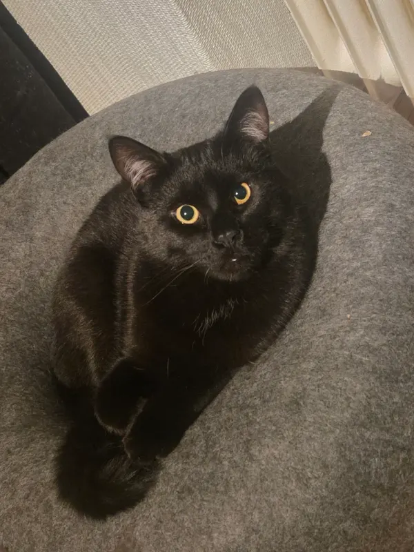 Findus, Bad Lippspringe