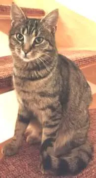 Felix, Weißkeißel