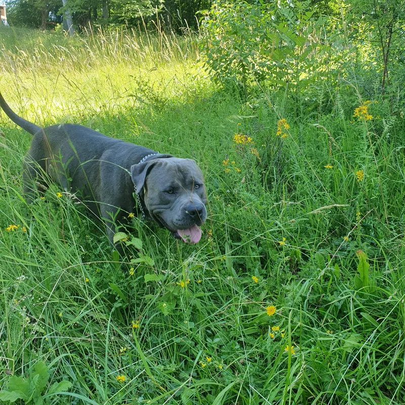 Chiko, Heidenheim an der Brenz