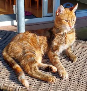 Nala, Groß-Bieberau