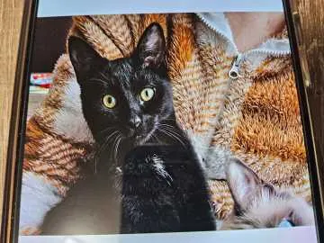 Blacky, Lehrte