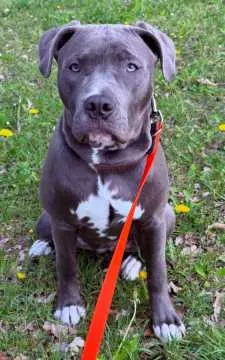 Bella, Grabow