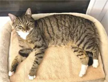 Mikey, Karlstadt