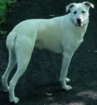 Kira, Bad Vilbel