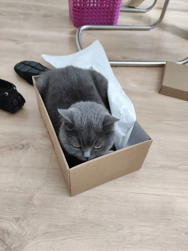 Izzy, Öhringen