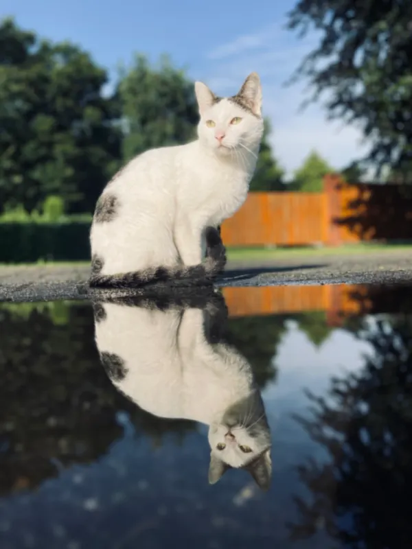 Bentlee, Papenburg