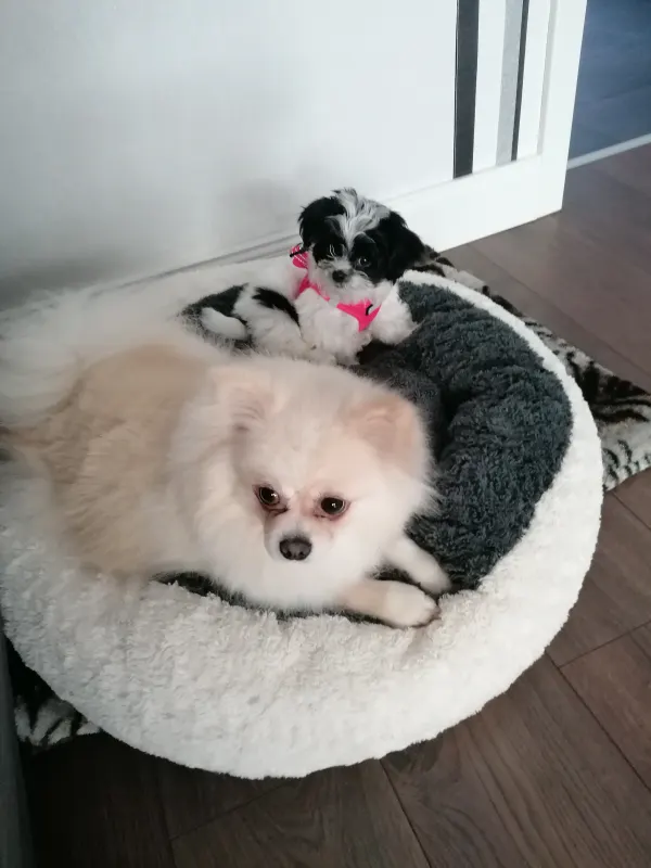Polly und Finie, Weener