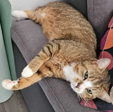 Snorri, Obernkirchen
