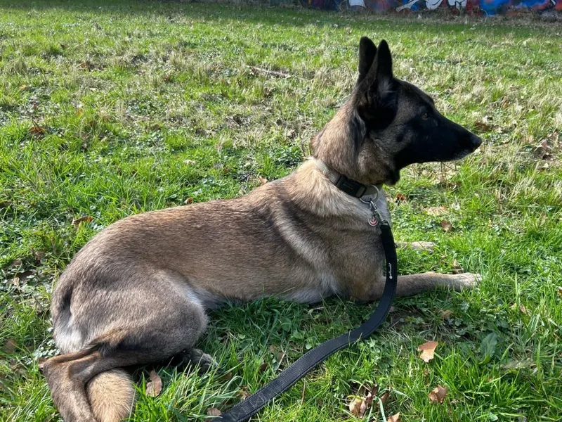 Cassie, Hürth