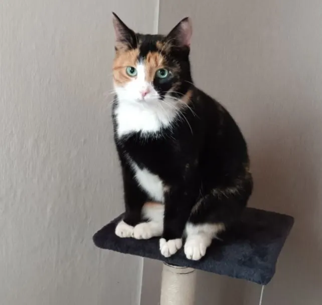 Susi, Hansestadt Salzwedel