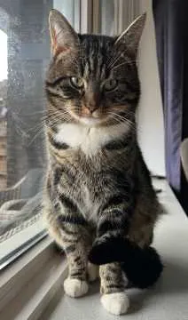 Pip, Nordhorn