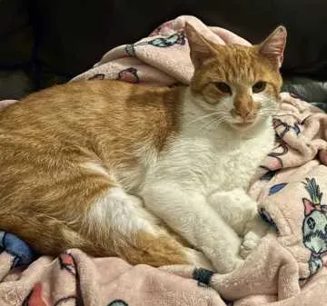 Sammie, Nordhorn