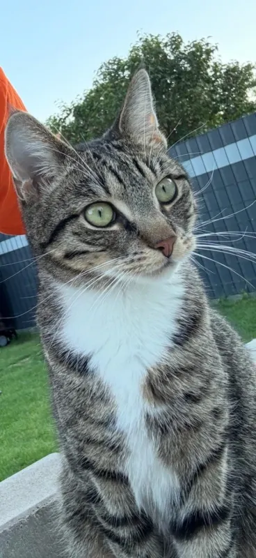 Simba, Soltau