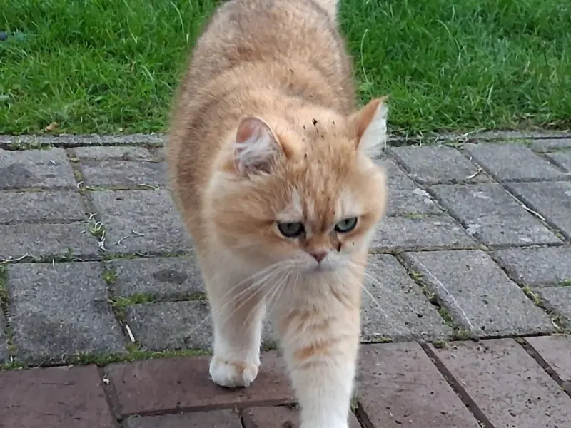 Pascha, Ibbenbueren