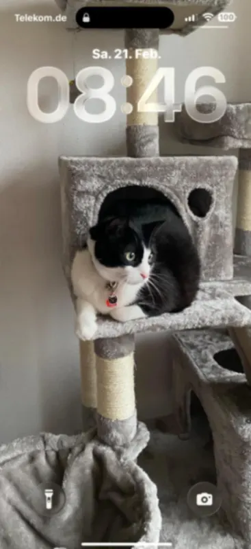 Felix, Ibbenbueren