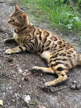 Simba, Haltern am See