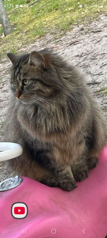 Maria, Soltau