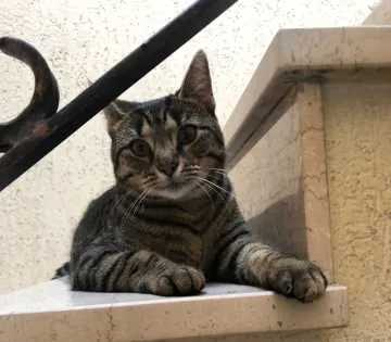 Sam, Jülich