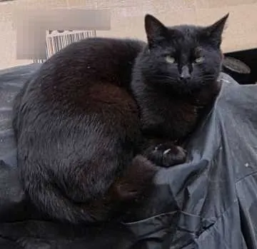 Bahira, Bad Nauheim