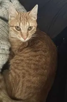 Leo, Kirkel
