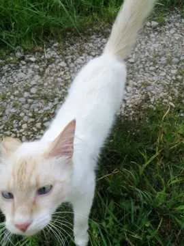 Flauschi, Singen (Hohentwiel)