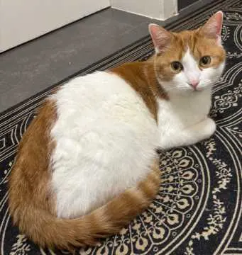 Simba, Willich