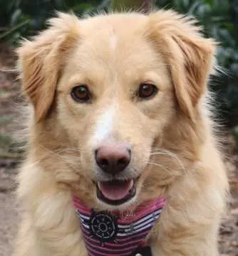 Ronja, Teutschenthal