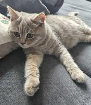Coco, Wipperfürth