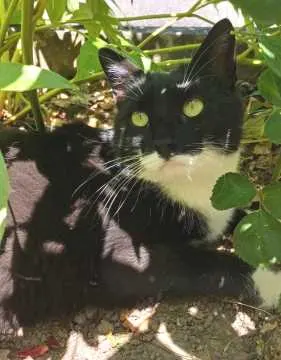 Lili, Lahr