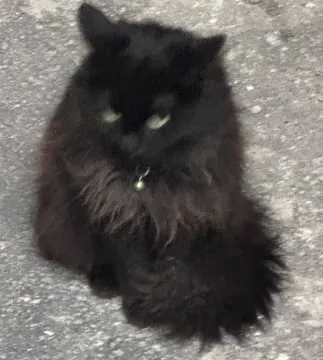 Jiji, Berlin