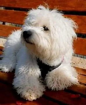 Balu, Bad Nauheim