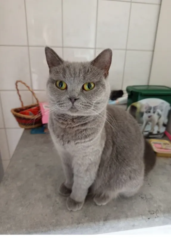 Molly, Goslar