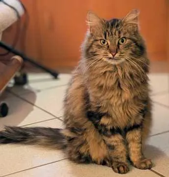 Shakira, Herford