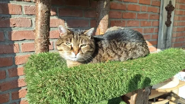 Leo, Viersen