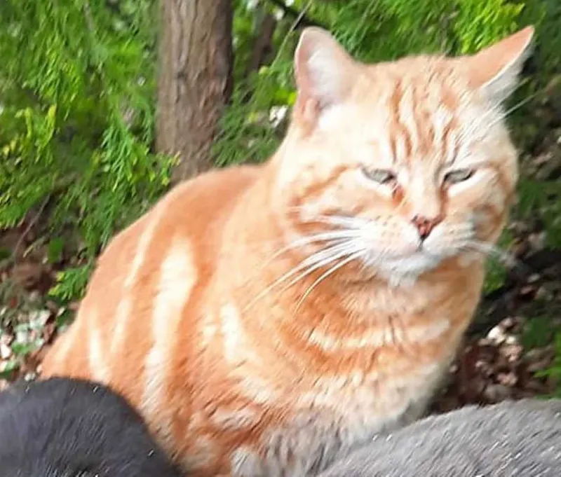 Big Red Garfield, Zwingenberg