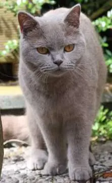 Pepper, Leverkusen