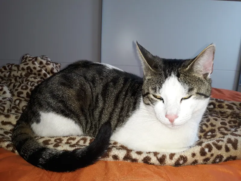 Simon, Crailsheim